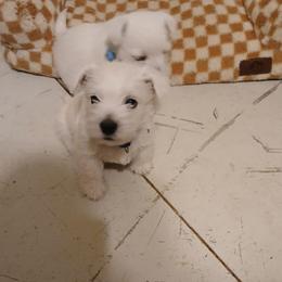 Navy Blue - White male West Highland White Terrier puppy in Golden Valley, Arizona from Wagglesworth Westies