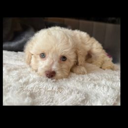 Chandler - White male Poodle puppy in Dothan, Alabama from Emerald City Poodles & Doodles