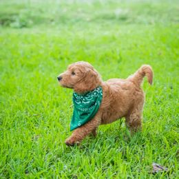 Goldendoodle Puppies from Celebrity Doodles DFW