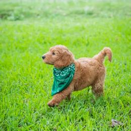 Goldendoodle Puppies from Celebrity Doodles DFW