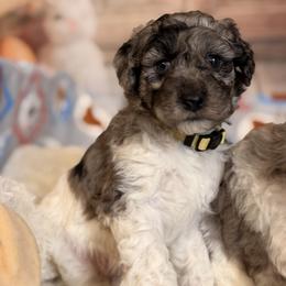 Daisy - Blue merle female Aussiedoodle puppy in Dickerson, Maryland from Pawsome Aussie Doodles and Oodles