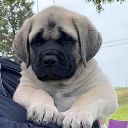 Mastiff Puppies from Lisa Armstrong