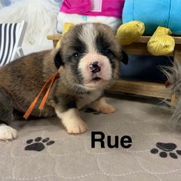 Rue - Sable male Pembroke Welsh Corgi puppy in Apison, Tennessee from Ashmore Corgis