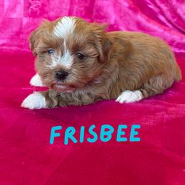 Frisbee (Lucky's Catch Me If You Can) - Red male Havanese puppy in Fielding, Utah from LUCKY HAVANESE