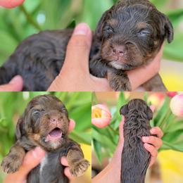 David - Brown boy - Phantom male Poodle puppy in Yuciapa, California from AlltheDoodlez_