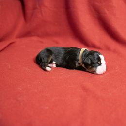 Simone - Black rust and white Bernese Mountain Dog puppy in Pisgah Forest, North Carolina from Holly Hill Berners