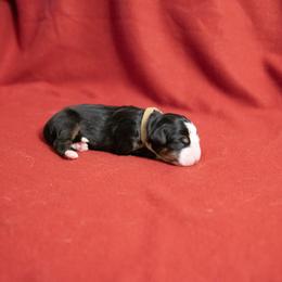 Simone - Black rust and white Bernese Mountain Dog puppy in Pisgah Forest, North Carolina from Holly Hill Berners