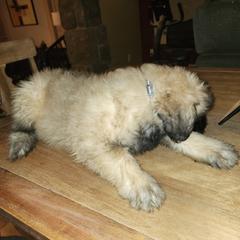 Bouvier des Flandres Puppies from Evan Coffield