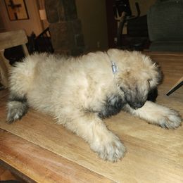 Bouvier des Flandres Puppies from Evan Coffield
