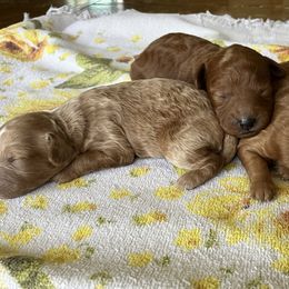 Cavapoo Puppies from Jorden’s Cavapoo’s
