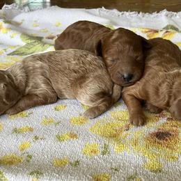 Cavapoo Puppies from Jorden’s Cavapoo’s
