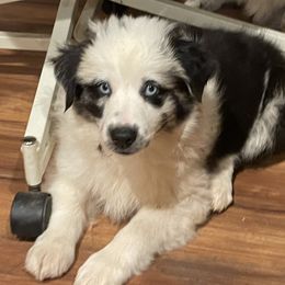 Chloe - Blue merle female Miniature Australian Shepherd puppy in Oroville, California from Puppy Love Ranch Mini Aussies