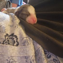Miniature Australian Shepherd Puppies from Carter's Cuties