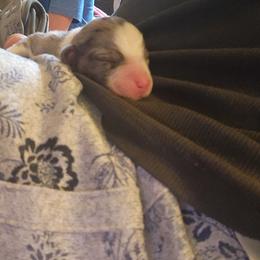 Miniature Australian Shepherd Puppies from Carter's Cuties