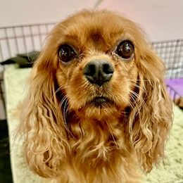 Sonny - Cavalier King Charles Spaniel