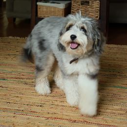 Bennett - Aussiedoodle