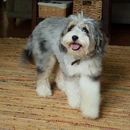Bennett - Aussiedoodle