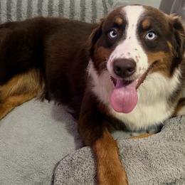 Rose - Australian Shepherd