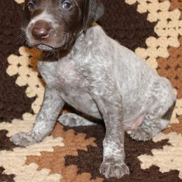 German Shorthaired Pointer Puppies from GLC Pointers