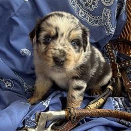 Australian Shepherd Puppies from Cross Arrow K Awesome Aussies