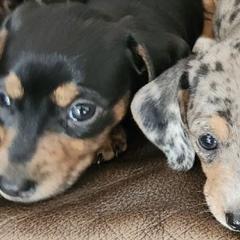 Dachshunds from Jennifer's Dachshunds