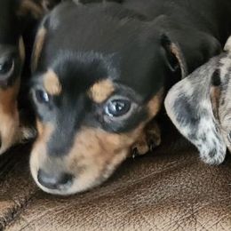 Dachshunds from Jennifer's Dachshunds