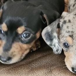 Dachshunds from Jennifer's Dachshunds