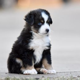 Miniature American Shepherd, Miniature Australian Shepherd, and Toy Australian Shepherd Puppies from Shooting Stars Ranch Toy and Mini Aussies