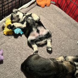 Miniature Schnauzer Puppies from Mystique Miniature Schnauzers