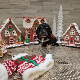 Boy 1 - Black and cream male Dachshund puppy in Lubbock, Texas from West Texas Dachshunds LLC