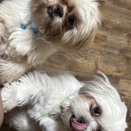 Shih Tzus, Shorkies, and Yorkshire Terriers from Great Mates