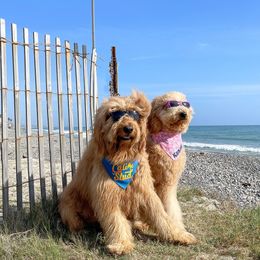 Goldendoodles from Sweets Doodles