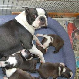Boston Terrier Puppies from Oui Bostons