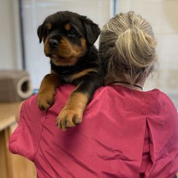 Rottweiler Puppies from Dark Waters Rottweilers