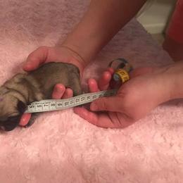 Pug Puppies from Pickwick Pugs