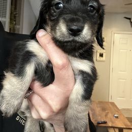 Dottie - Black and cream female Dachshund puppy in Perry, Georgia from Monahan Dachshunds