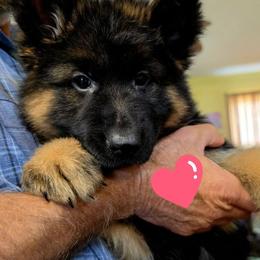 Red collar - Black and red female German Shepherd puppy in Chrisney, Indiana from Indiana German Shepherds