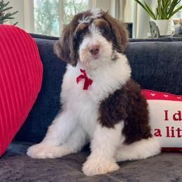 Cider - Tri-color male Bernedoodle puppy in Harpers Ferry, West Virginia from Oso Perfect Poodles and Doodles