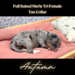 Bernedoodle Puppies from Teddy Bear Bernedoodles