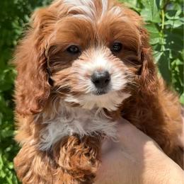 Roy - Red male Cavapoo puppy in Tucson, Arizona from Adored Poodle & Doodles