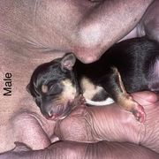 Boy 3 - Black white and tan Xoloitzcuintli puppy in Endicott, New York from Upstate Xoloitzcuintli NY