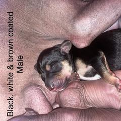 Boy 3 - Black white and tan Xoloitzcuintli puppy in Endicott, New York from Upstate Xoloitzcuintli NY