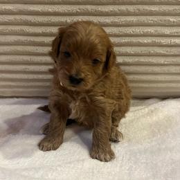 Asiago - Apricot male Goldendoodle puppy in Payson, Utah from Country Sky Doodles
