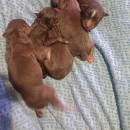 Boy 7 - Red tri-color male Australian Shepherd puppy in Sultan, Washington from Van Huitt Australian Shepherds