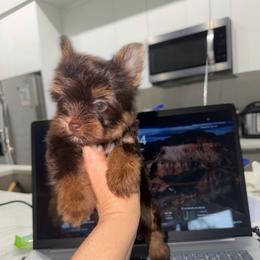 Candy girl - Chocolate, tan and white female Yorkshire Terrier puppy in Cape Coral, Florida from Katherine’s Yorkies and Poodles