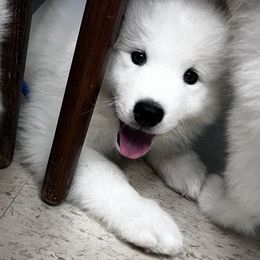 Samoyed puppies from Easter’s Dogwood Acres