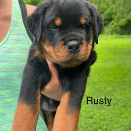 Rusty- red - Black and mahogany male Rottweiler puppy in Wabash, Indiana from Broken Roots Rottweilers