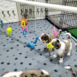 Aussiedoodle Puppies from Southwest Florida Doodles