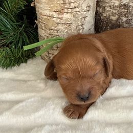 Spruce - Green Collar - Red male Cavapoo puppy in South Jordan, Utah from Simply Sweet Paws. LLC