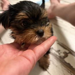 Beauty mask - Black and tan female Yorkshire Terrier puppy in Riverside, California from Playful teacups Yorkshire